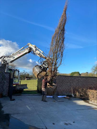 Carpinus meerstammig plaatsing
