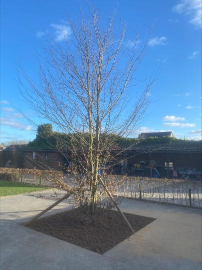 Carpinus betulus Meerstammig