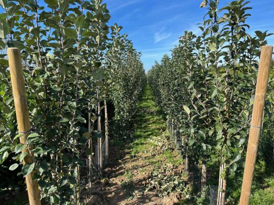 Fruitbomen eigen Kwekerij