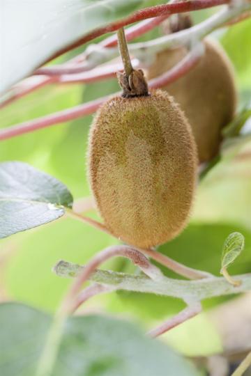 Actinidia chinensis deliciosa