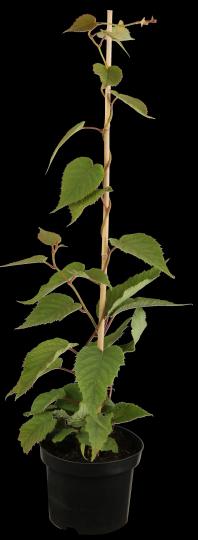 Actinidia chinensis deliciosa 'Jenny'