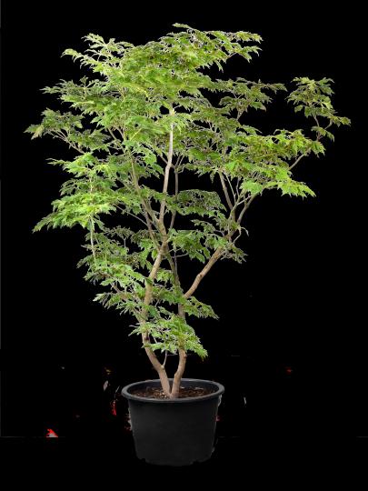 Acer japonicum 'Aconitifolium'