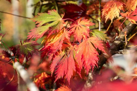 Acer japonicum 'Aconitifolium'