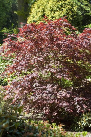 Acer palmatum 'Bloodgood'