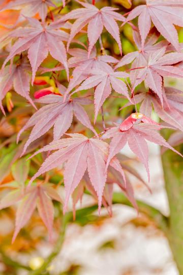 Acer palmatum 'Fireglow'