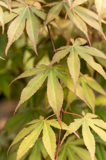 Acer palmatum 'Osakazuki'