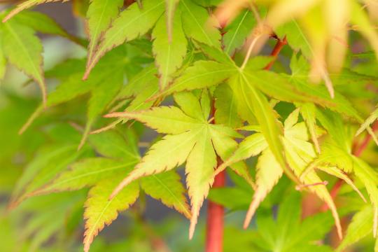 Acer palmatum 'Sangokaku'