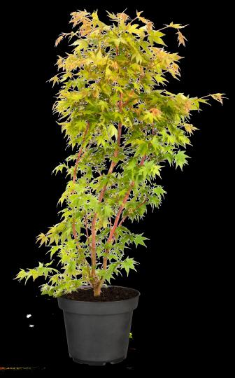 Acer palmatum 'Sangokaku'