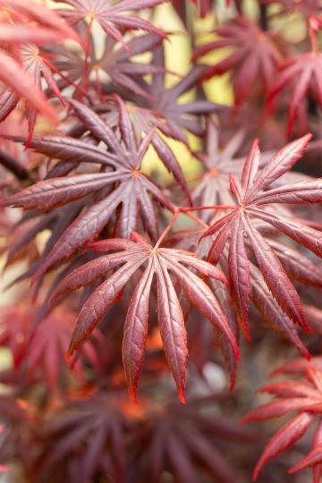 Acer palmatum 'Trompenburg'