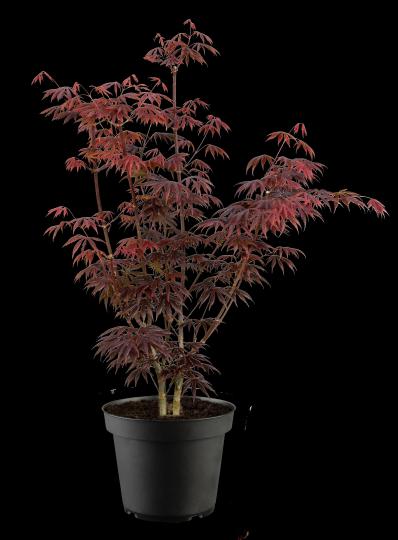 Acer palmatum 'Trompenburg'