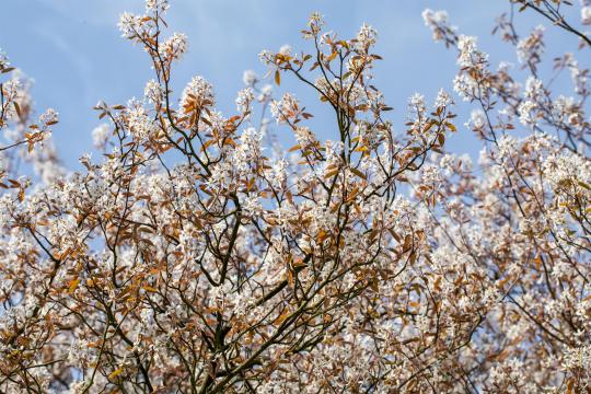 Amelanchier lamarckii