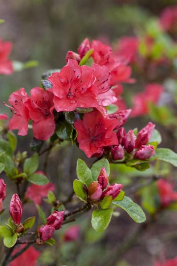 Azalea japonica 'Gorbella'