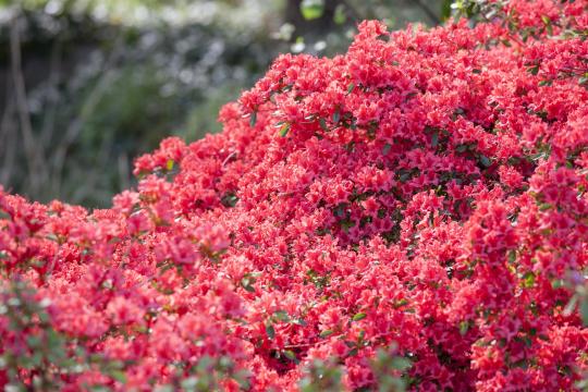 Azalea japonica 'Moederkensdag'