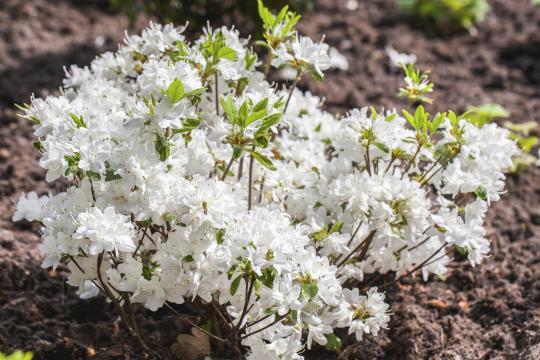 Azalea japonica 'Schneewittchen'