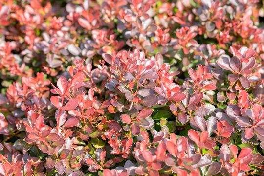 Berberis thunbergii 'Atropurpurea nana'