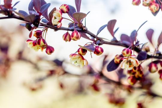 Berberis thunbergii 'Atropurpurea'