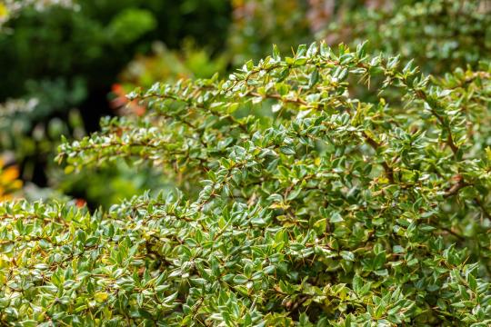 Berberis verruculosa