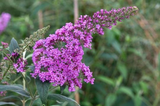 Buddleja davidii ' Border Beauty'