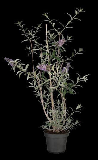 Buddleja davidii 'Nanho Blue'
