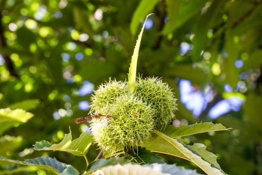 Castanea sativa