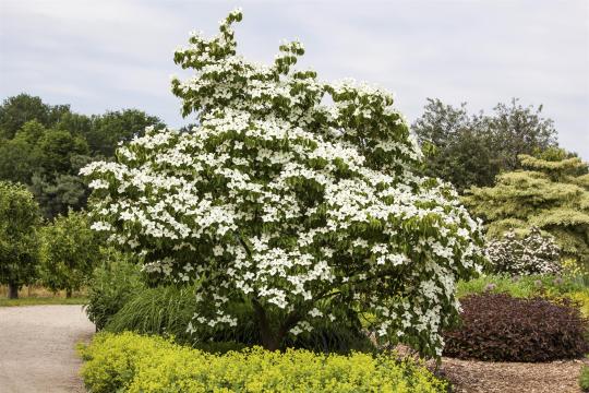 Cornus florida