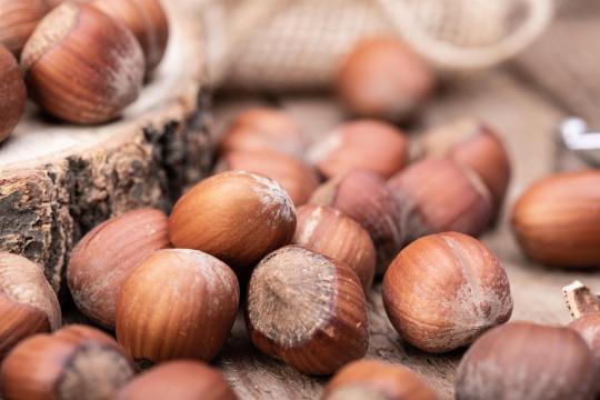 Corylus 'Géant de Halle'