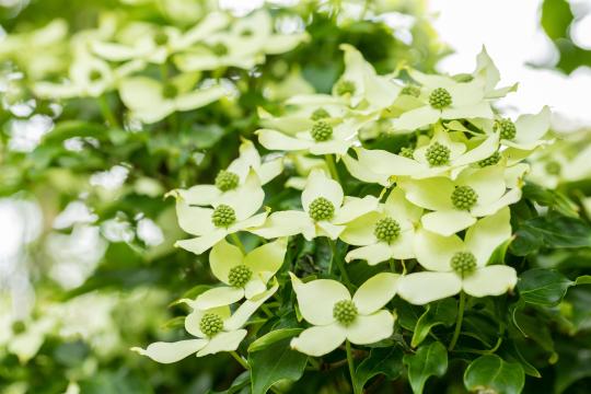 Cornus kousa 'China Girl'
