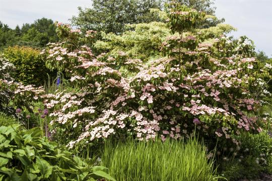 Cornus kousa 'Satomi'