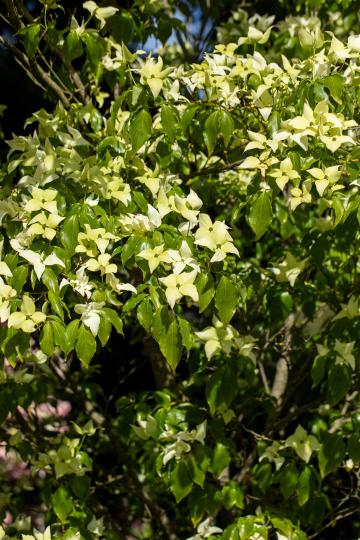 Cornus kousa 'Schmetterling'