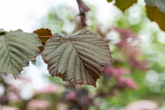 Corylus 'Maxima purpurea'