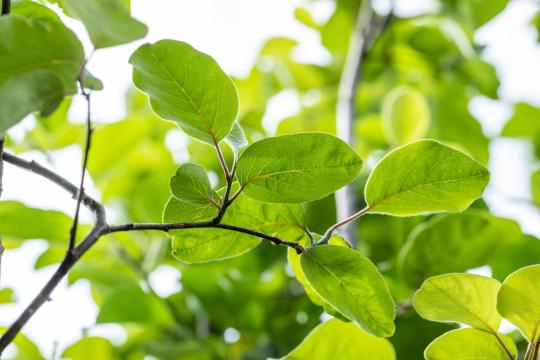 Cydonia oblonga 'Vranja'