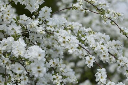 Exochorda macrantha 'The Bride'
