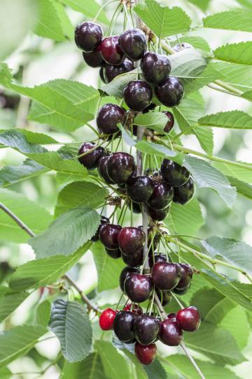 Prunus avium 'Kordia'