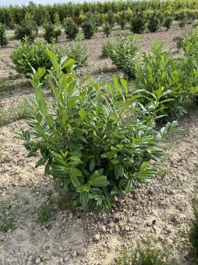 Prunus laurocerasus 'Rotundifolia'