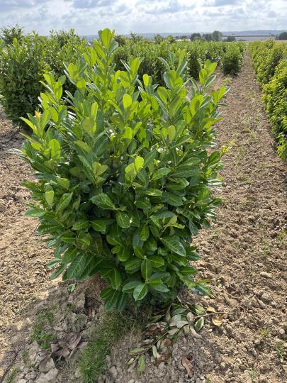 Prunus laurocerasus 'Rotundifolia'