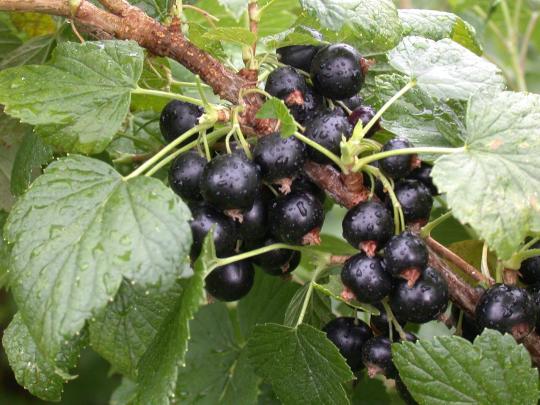 Ribes nigrum 'Titania'