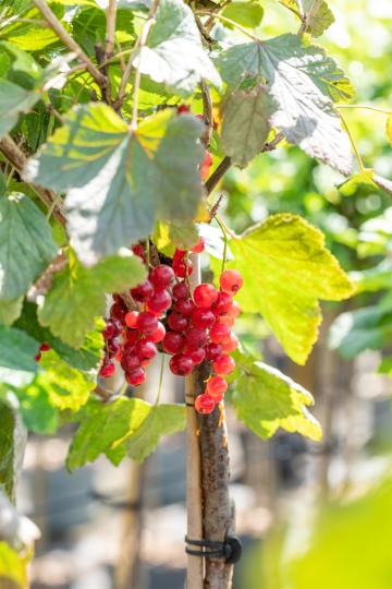Ribes rubrum 'Rovada'