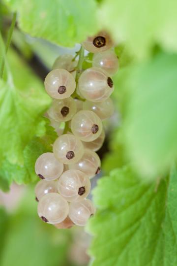 Ribes rubrum 'White Pearl'