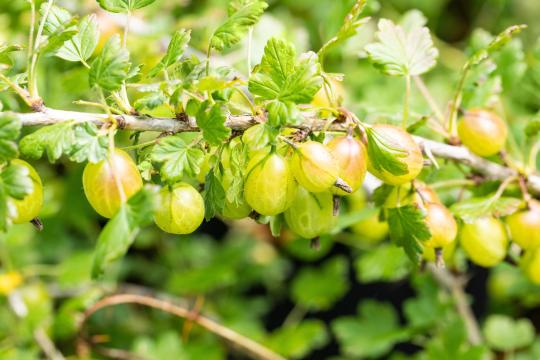 Ribes uva-crispa 'Invicta'