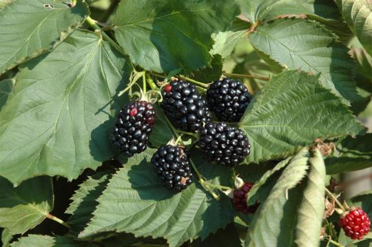 Rubus fruticosa 'Black Satin'
