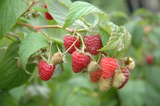 Rubus idaeus 'Heritage'