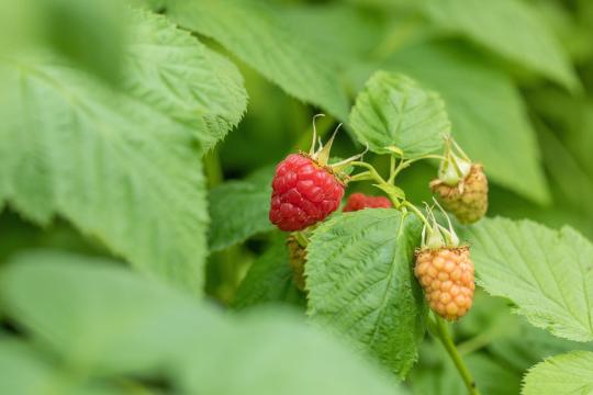 Rubus idaeus 'Tulameen'