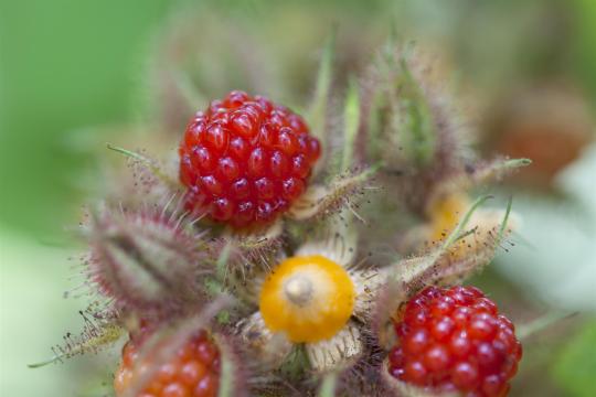 Rubus fruticosa 'Phoenicolasius'