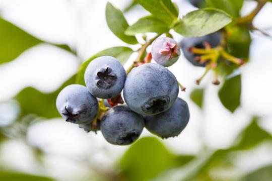 Vaccinium corymbosum 'Goldtraube 71'