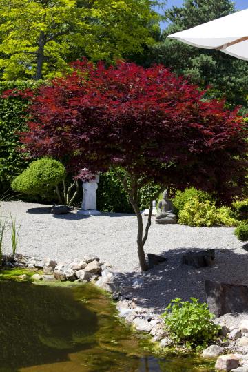 Acer palmatum 'Atropurpureum'