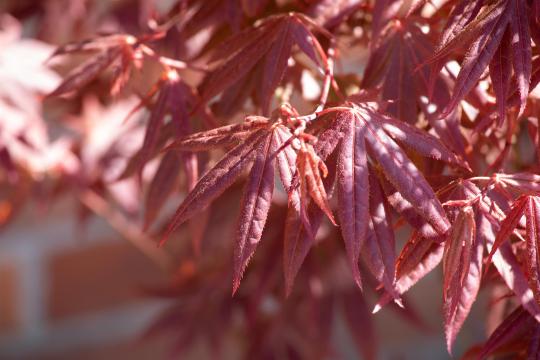 Acer palmatum 'Atropurpureum'