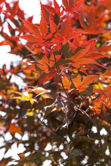 Acer palmatum 'Bloodgood'