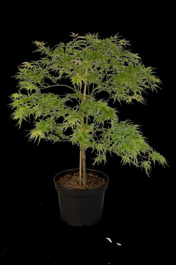 Acer palmatum 'Dissectum'