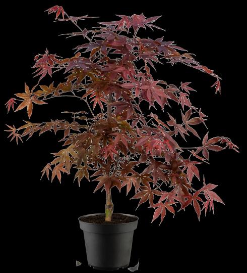 Acer palmatum 'Fireglow'
