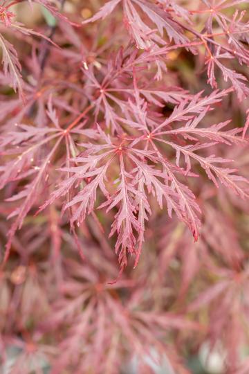 Acer palmatum 'Garnet'